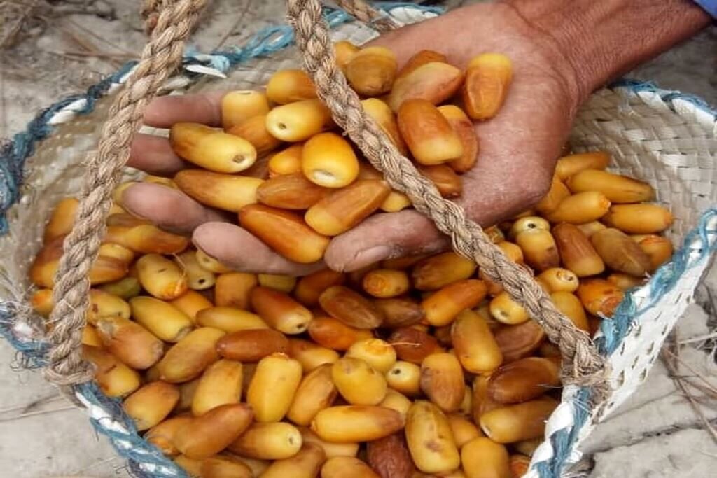 ببینید |  گشت و گذاری در بازار میناب همراه با رطب تازه و نوبرانه